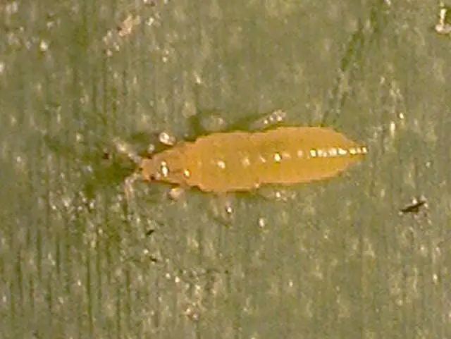 ネギアザミウマを駆除 防除する農薬について 農家web