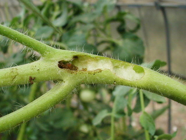 オオタバコガが侵入したトマトの茎