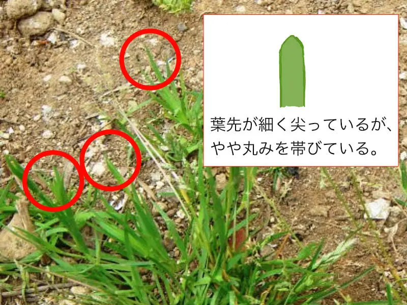 芝生に生える雑草と芝生に似た雑草の正体 農家web