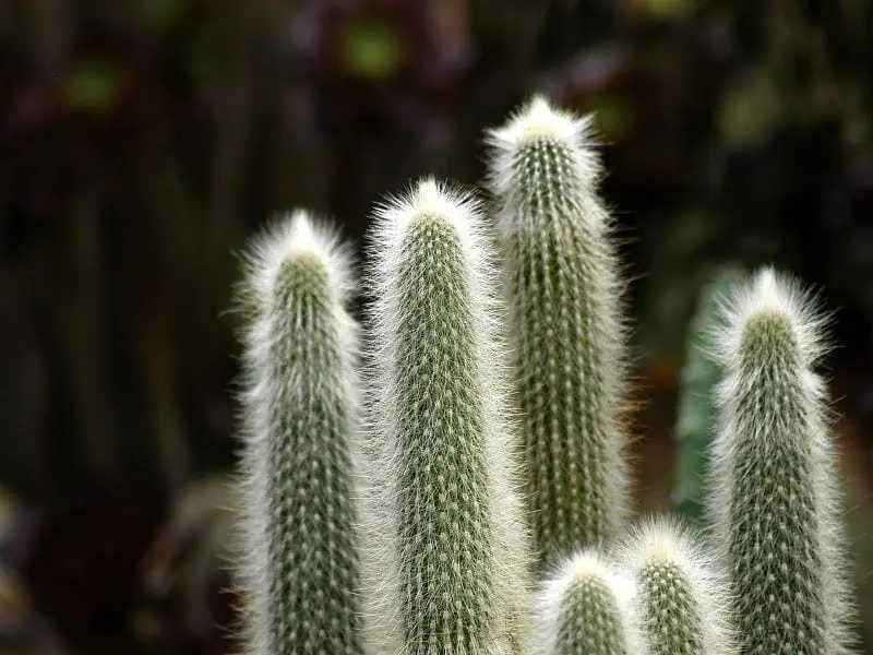 柱サボテンは地植えできる 地植えに強い種類と育て方のポイント 農家web