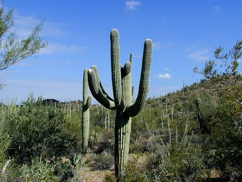 柱サボテンの失敗しない植え替えの方法と育て方のポイント 農家web