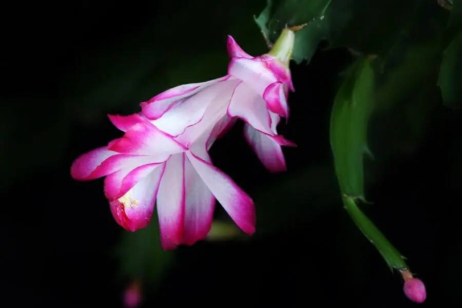 冬に鮮やかな花を咲かせるシャコバサボテン 咲く時期と花色は 農家web 冬に鮮やかな花を咲かせるシャコバサボテン 咲く時期と花色は 農家web