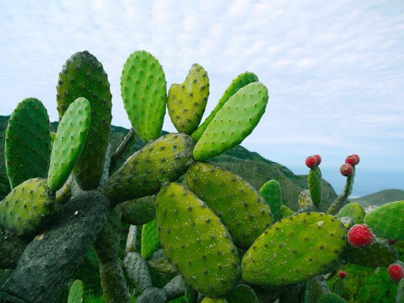 ウチワサボテンの失敗しない植え替えの方法と育て方のポイント 農家web