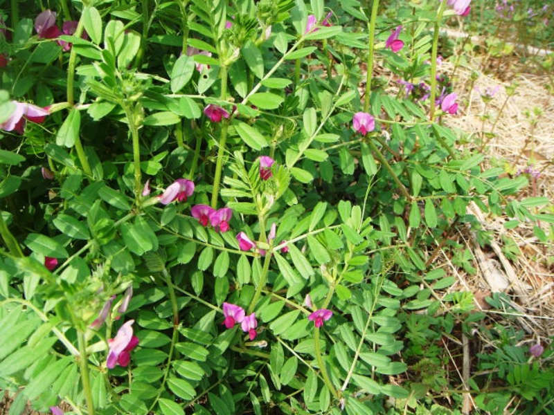 花を咲かせるカラスノエンドウの画像です。