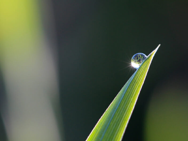 芝の葉に付いた水滴の画像です。