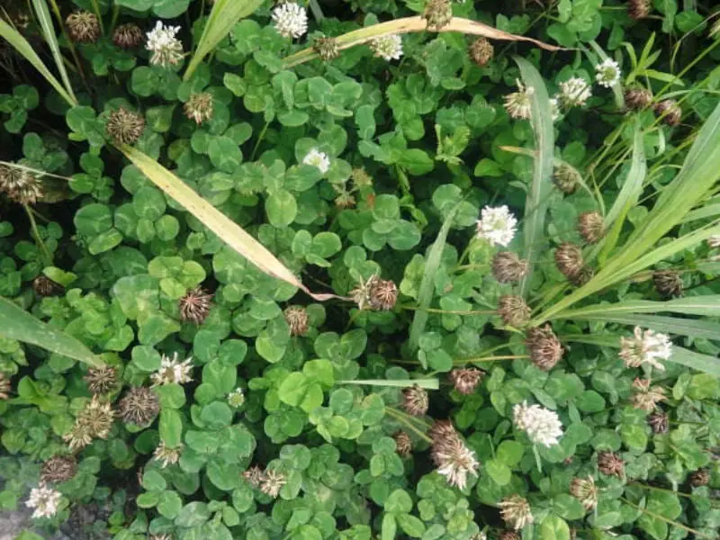 芝生の代わりになる植物 グランドカバーについて 農家web