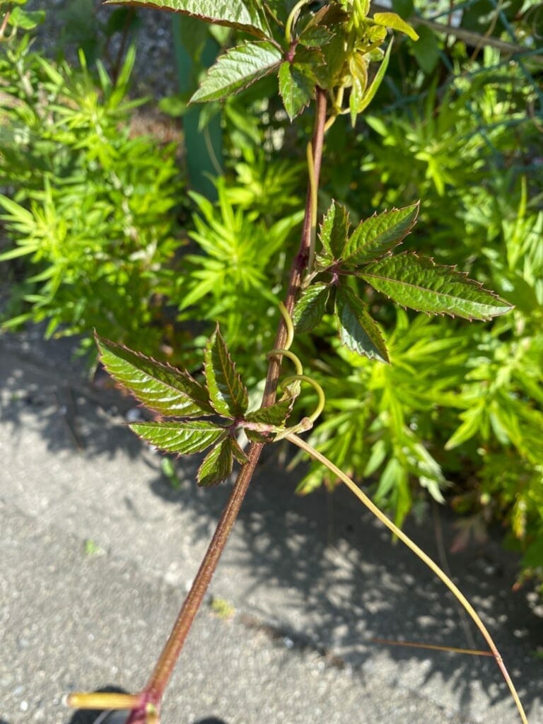 ヤブガラシの茎と葉の拡大写真