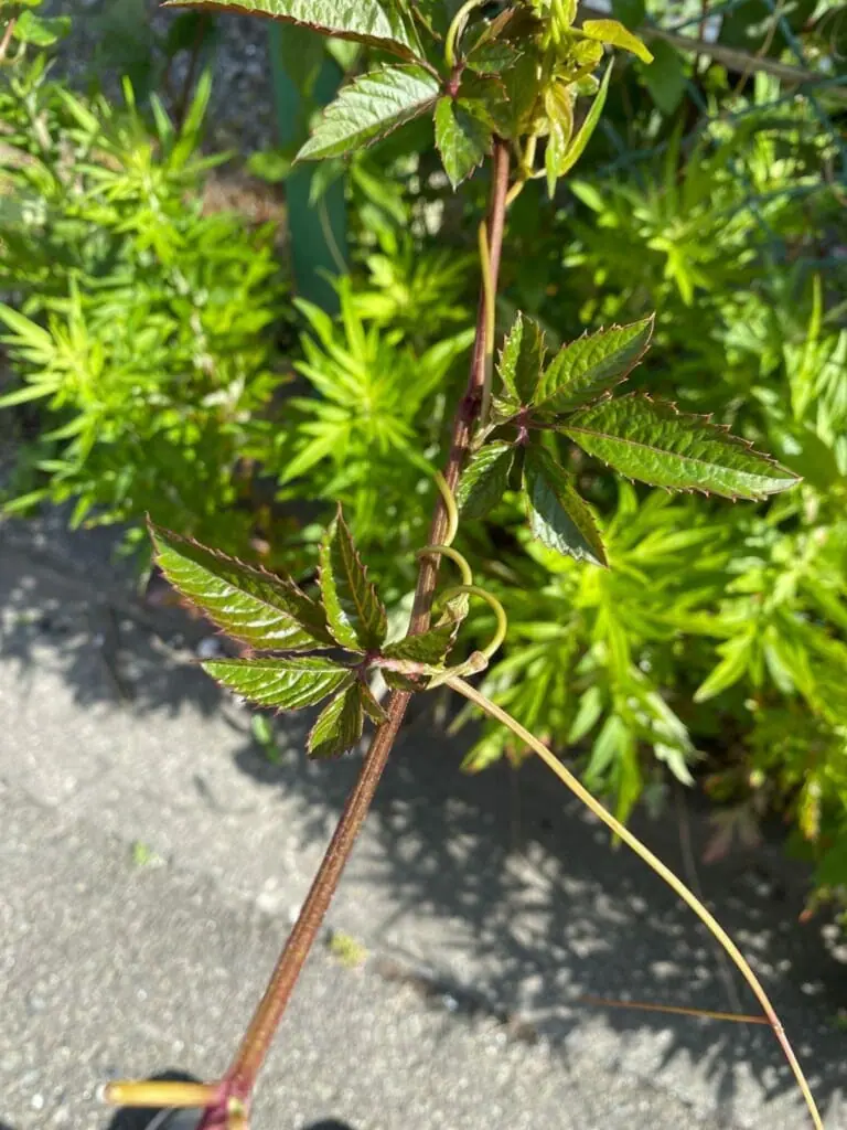 ヤブガラシについて、生態から除草、防除方法まで徹底解説