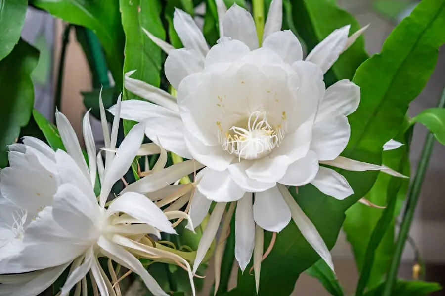 月下美人の花 花言葉や季節ごとの育て方のポイント 農家web