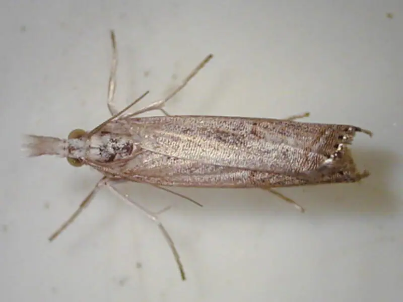 芝生に現れる黒い虫の正体は ハグロケバエの生態と防除方法 農家web