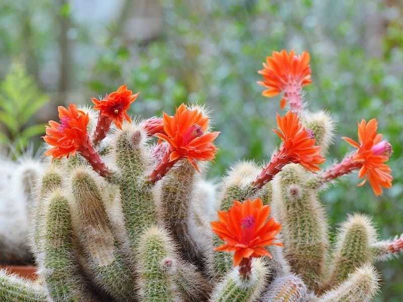 サボテンの花を咲かせたい 初心者におすすめの種類 農家web