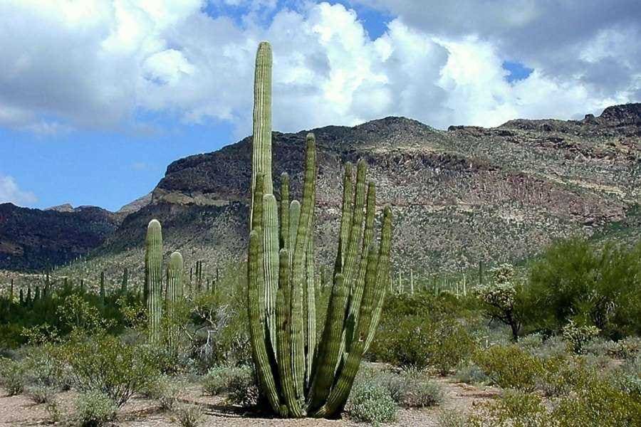 柱サボテンの育て方 水やり 肥料 植え替え 季節ごとのポイント 農家web