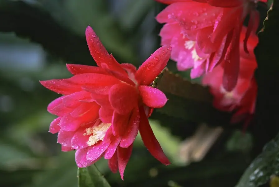 クジャクサボテンを美しく咲かせる育て方のポイント 農家web