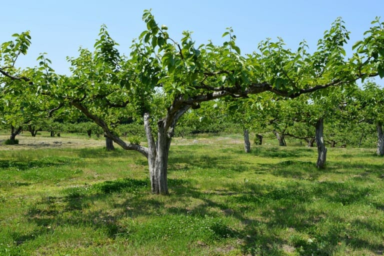 最大 40 種類の果物を実らせる「フランケンシュタイン」の木を発見