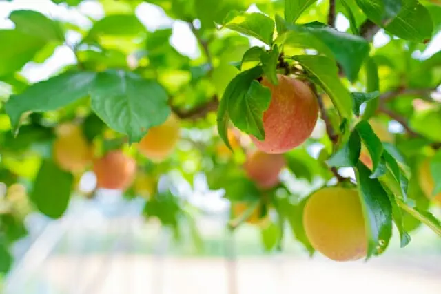 果樹におすすめの肥料と与え方 注意点 農家web