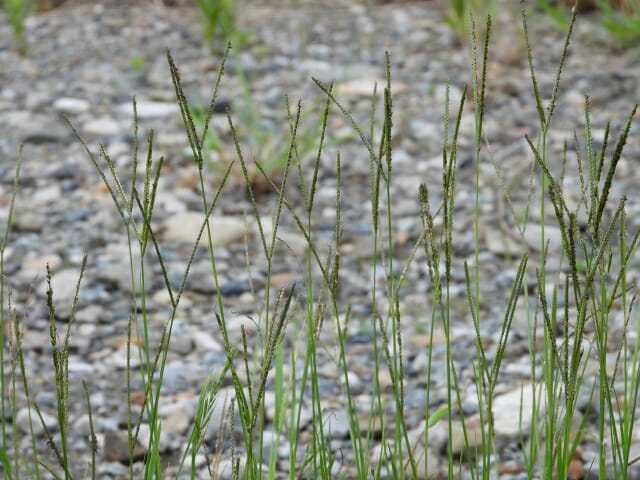 河原に生えるキシュウスズメノヒエ