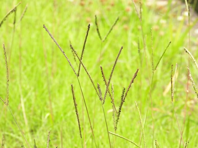 畦畔に生えるキシュウスズメノヒエ