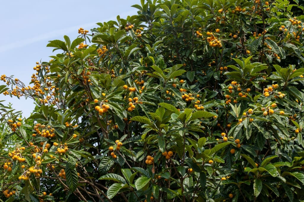 たわわに実るビワの木の群生