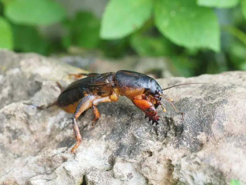 芝生に現れる黒い虫の正体は ハグロケバエの生態と防除方法 農家web
