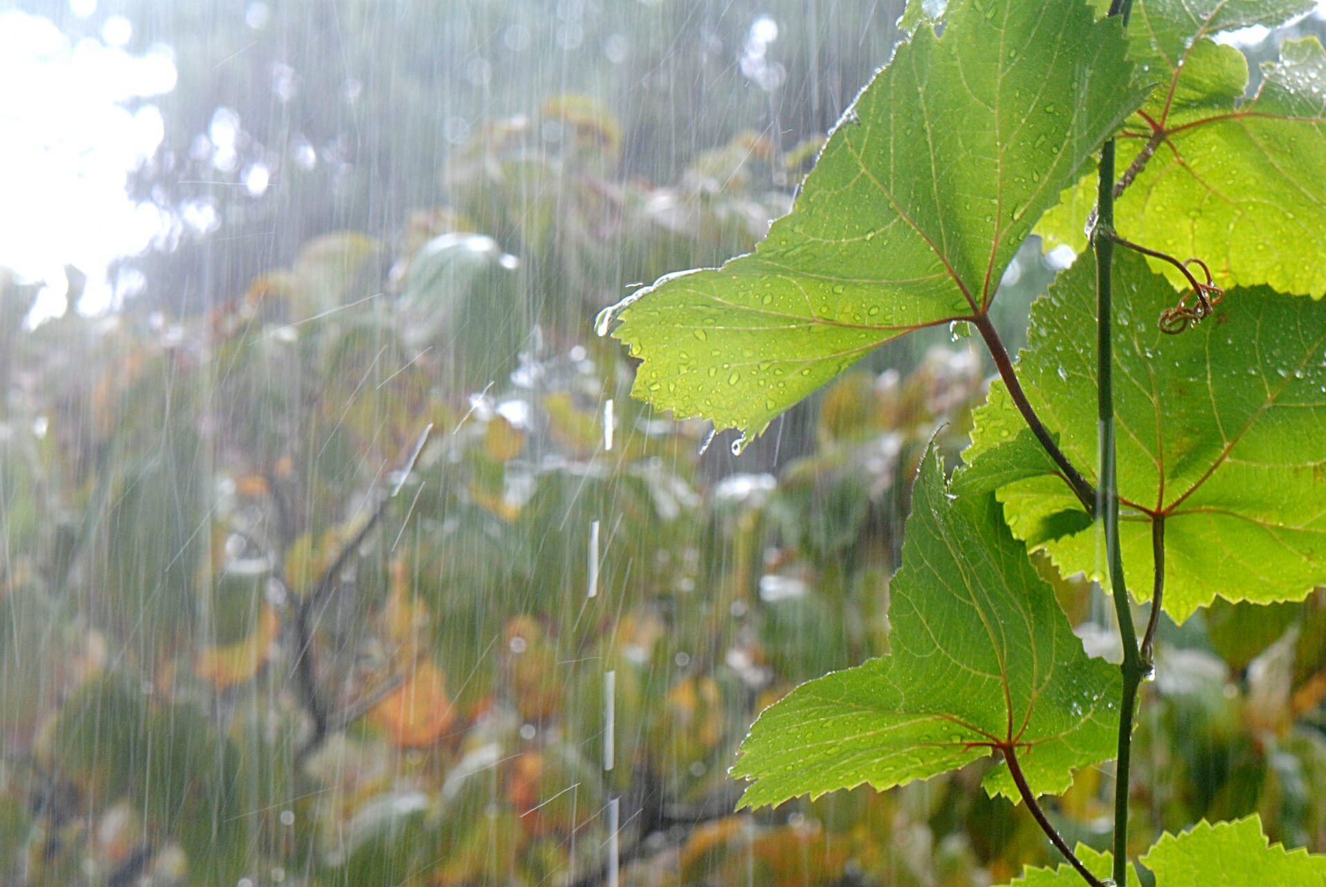 雨が降る葡萄園