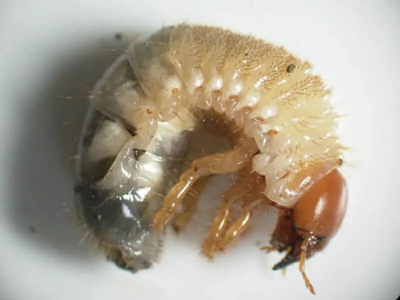 芝生に現れる黒い虫の正体は ハグロケバエの生態と防除方法 農家web