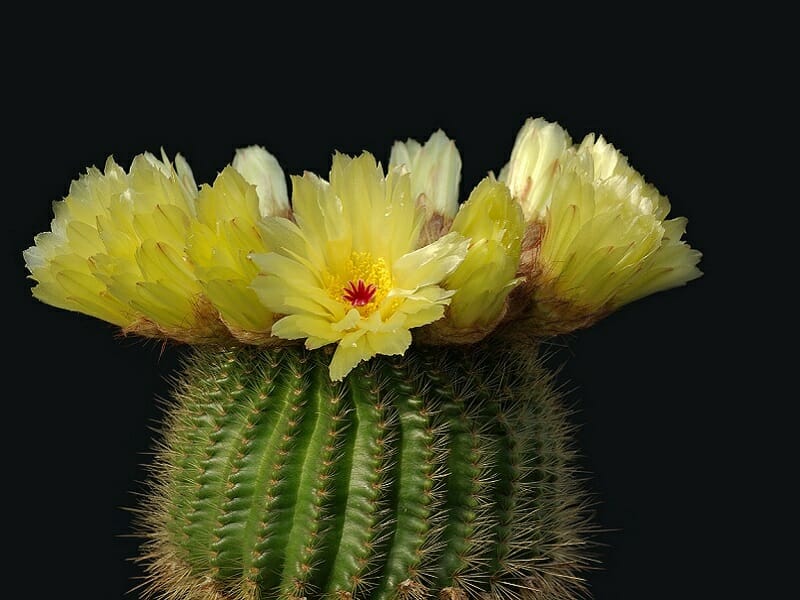 サボテンの花を咲かせたい 初心者におすすめの種類 農家web