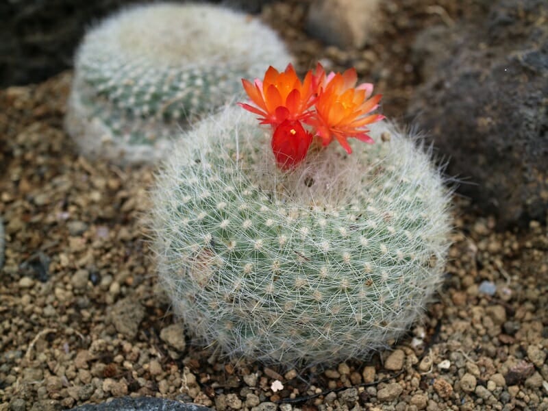 サボテンの花を咲かせたい 初心者におすすめの種類 農家web