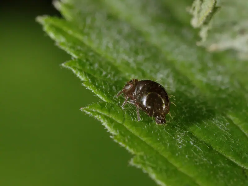 芝生に現れる黒い虫の正体は ハグロケバエの生態と防除方法 農家web
