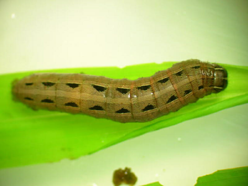 老齢のスジキリヨトウの幼虫の画像です。