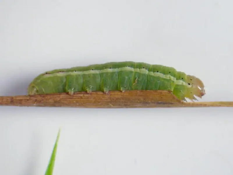 芝生に現れる黒い虫の正体は ハグロケバエの生態と防除方法 農家web