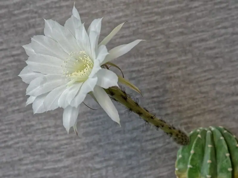 サボテンの花を咲かせたい 初心者におすすめの種類 農家web