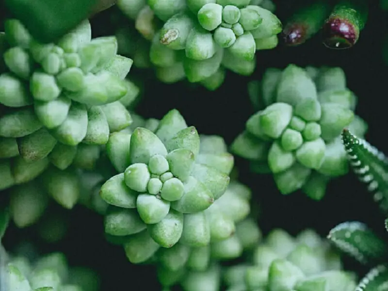 多肉植物ビアホップ ふやし方や栽培 水やりのポイント 農家web