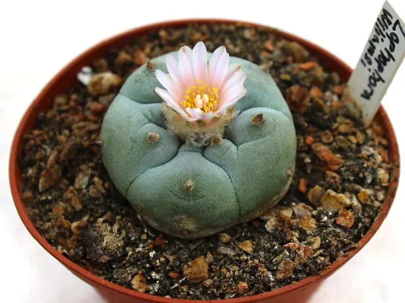 レアな多肉植物 希少品種の特徴・購入のポイント | 農家web