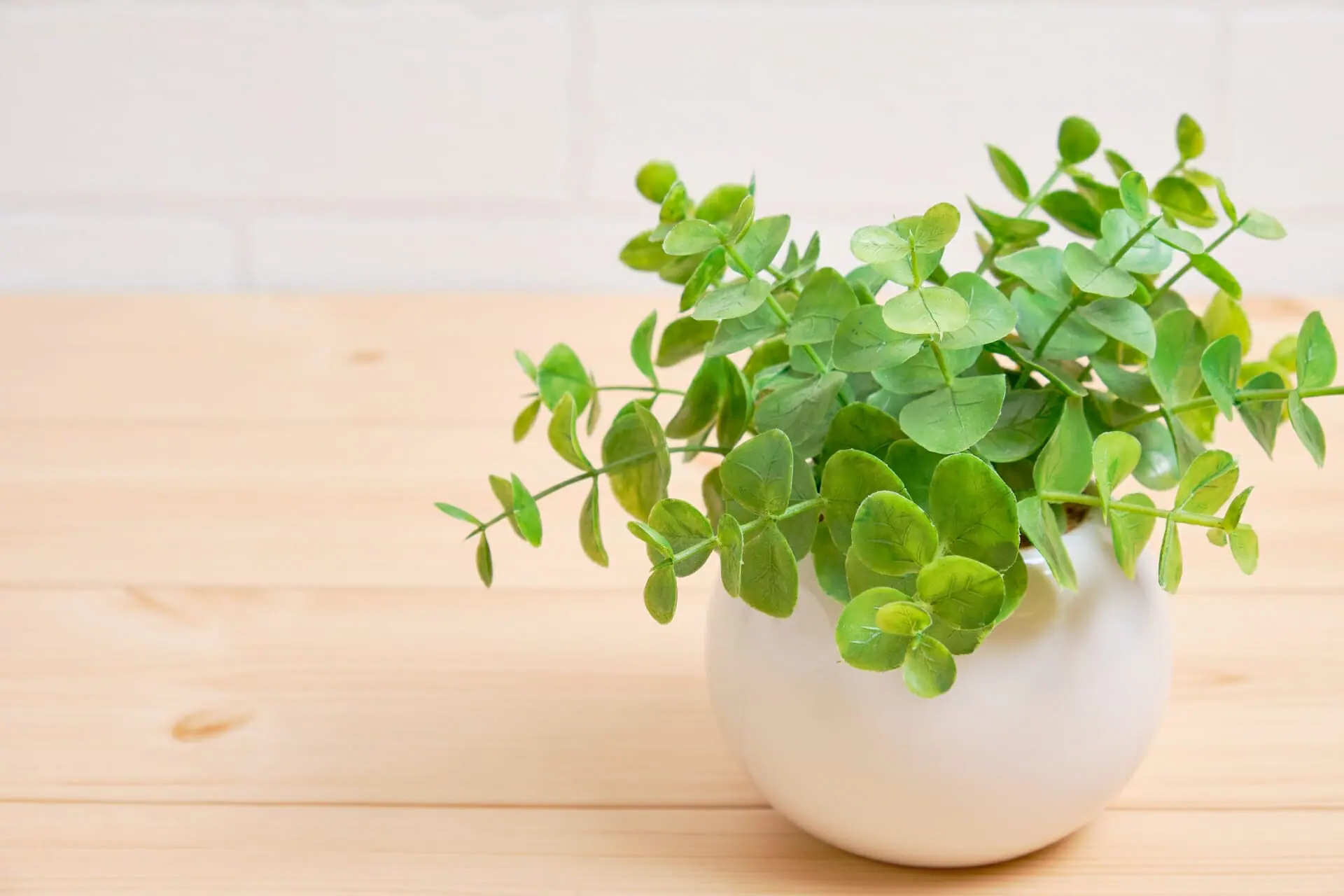 ユーカリにおすすめの肥料はどんな肥料 肥料の紹介と使用上の注意点 農家web ユーカリにおすすめの肥料はどんな肥料 肥料の紹介と使用上の注意点 農家web