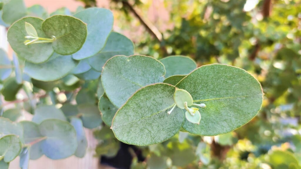 朝の露で綺麗に発色するユーカリの葉