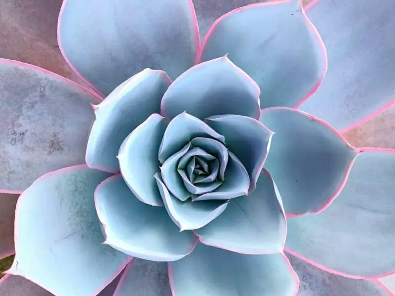 多肉植物 カンテ ◇抜き苗◇