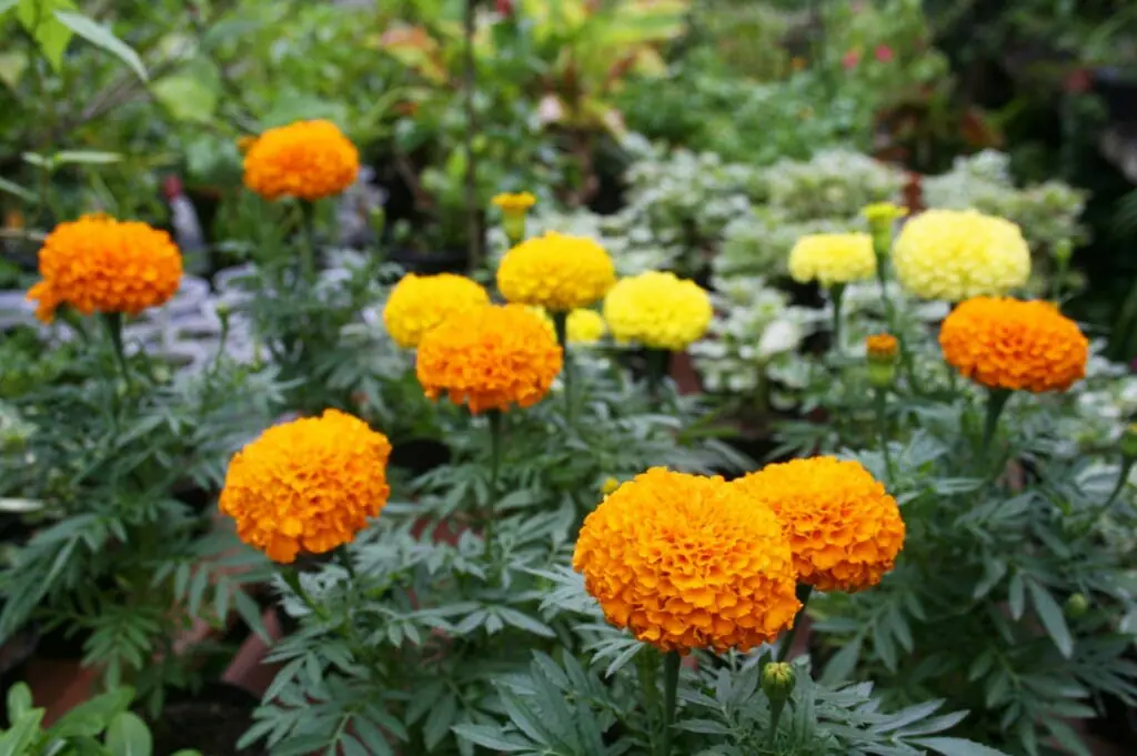 マリーゴールドをきれいに咲かせる おすすめ肥料と与え方のポイント 農家web マリーゴールドをきれいに咲かせる おすすめ肥料と与え方のポイント 農家web