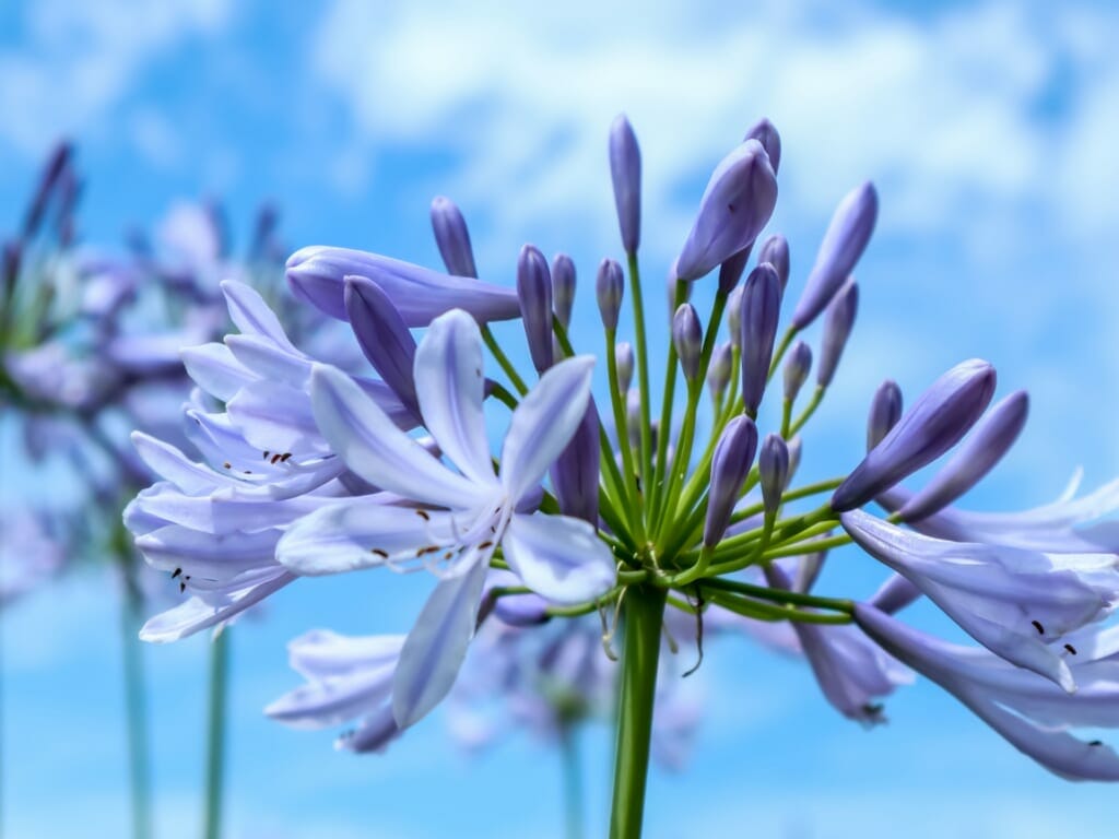 咲き誇る紫の花が特徴的なアガパンサス