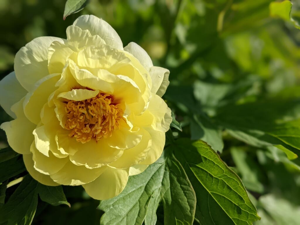 黄色い牡丹の花
