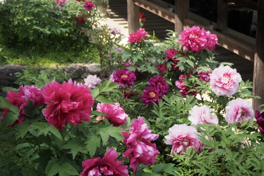 お寺の庭に咲き乱れる牡丹の花