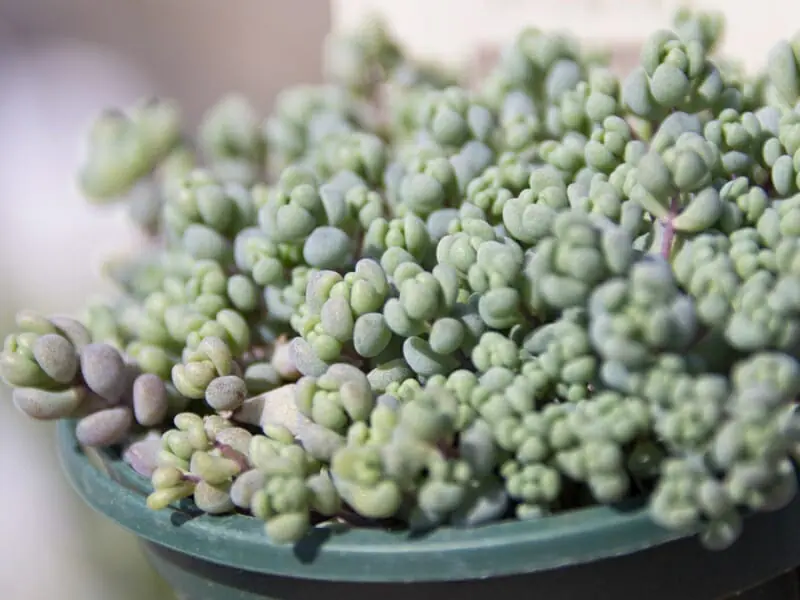 多肉植物 パープルヘイズ カット苗 25カット　多頭、微根も入ります！ セダム 多肉植物 パープルヘイズ カット苗 25カットの通販 by couei's shop