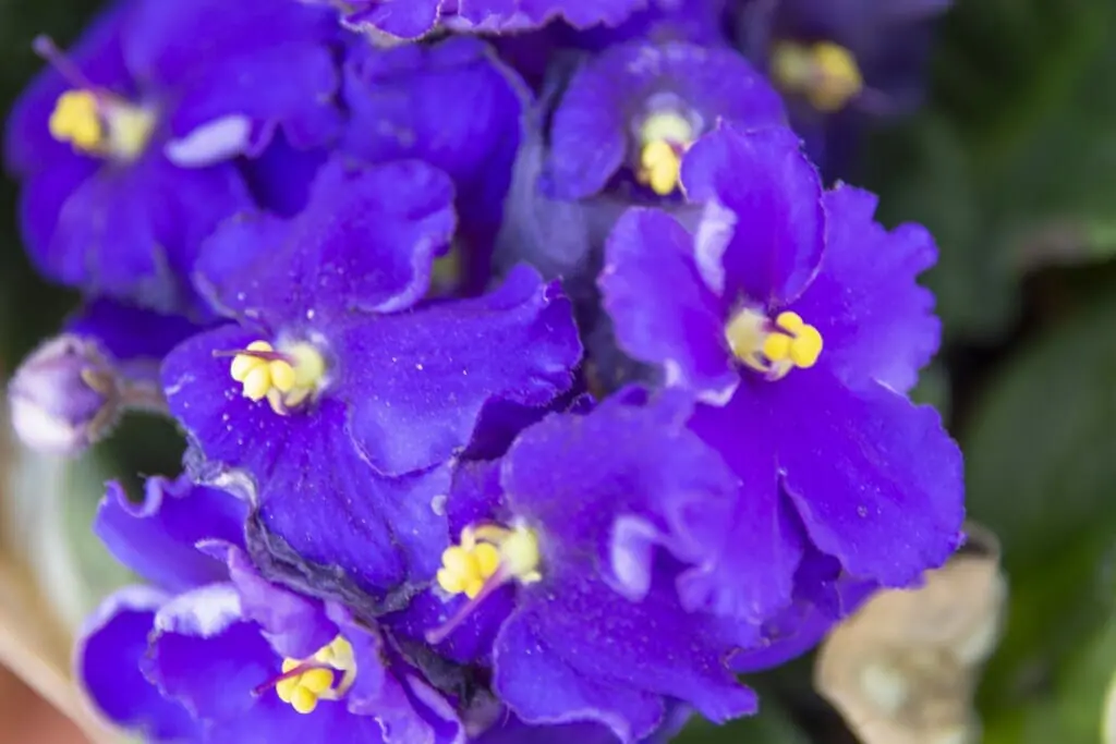 セントポーリアをきれいに咲かせる おすすめ肥料と与え方のポイント 農家web