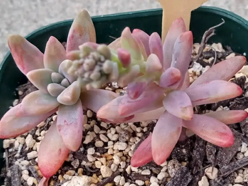 多肉植物・秋麗（しゅうれい） 置き場所や水やり・ふやし方のポイント