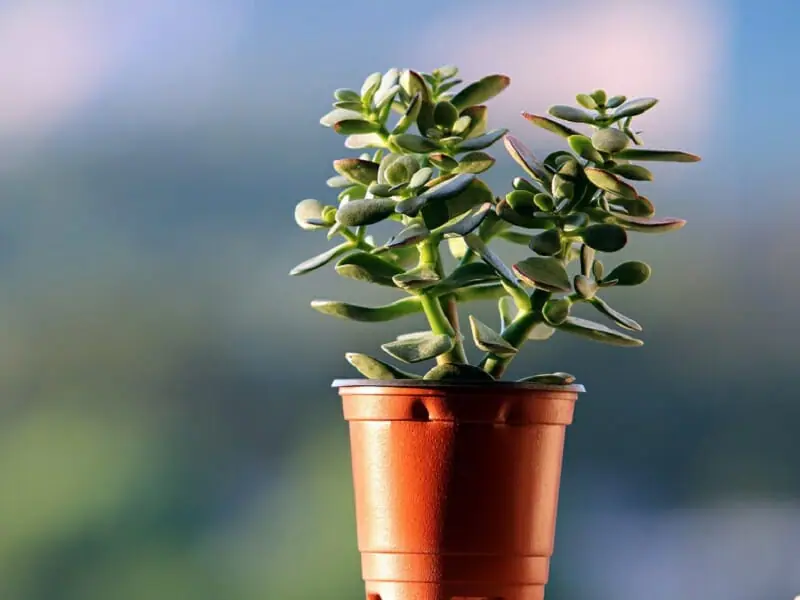 多肉植物の鉢 難易度別おすすめの鉢と水やりのコツ！ | 農家web
