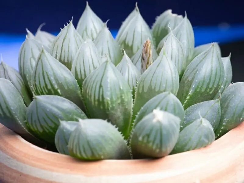 レアな多肉植物 希少品種の特徴・購入のポイント | 農家web