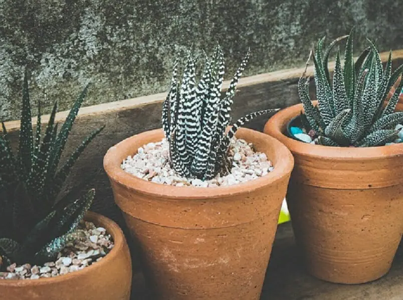 多肉植物の鉢 難易度別おすすめの鉢と水やりのコツ！ | 農家web