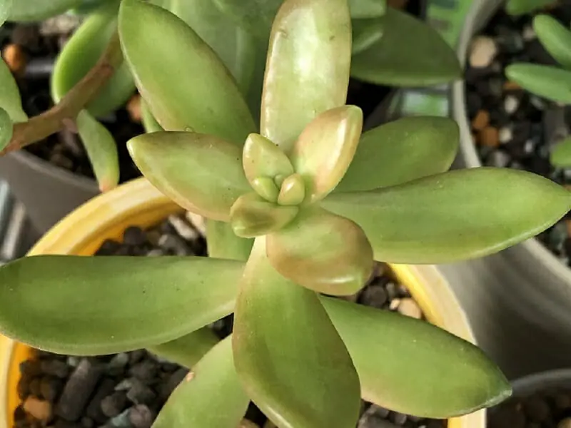 多肉植物 銘月 管理方法や水やり ふやし方のポイント 農家web 多肉植物 銘月 管理方法や水やり ふやし方のポイント 農家web