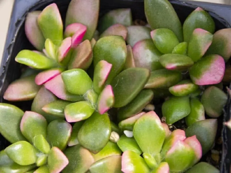 多肉植物・桜吹雪 置き場所や水やり・ふやし方のポイント！ | 農家web