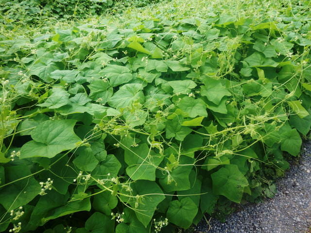 河川敷に猛烈に繁殖したアレチウリ