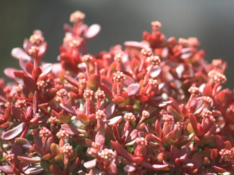 紅稚児② 抜き苗 クラッスラ 紅稚児 【多肉植物 3号】｜ 【植物のITANSE